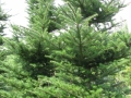 Abies koreana (jodła koreańska) - "CIEŚLA" Szkółka drzew i krzewów ozdobnych