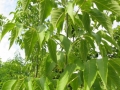 Acer negundo (klon jesionolistny) - "CIEŚLA" Szkółka drzew i krzewów ozdobnych